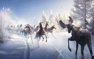 Horses snowy forest birds fantasy - leesha hannigan free wallpaper for desktop
