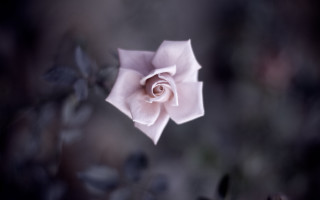 Pink rose blurry background macro - soft color free wallpaper