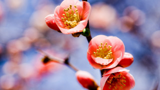 Flower branch blue sky leaves - a few leaf free wallpaper