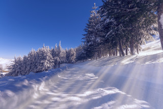 Snowy path trees blue sky - path free wallpaper