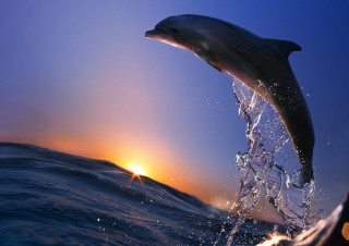 Dolphin sunset water rayonism wildlife - a dolphin free wallpaper