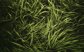 Grass bamboo forest plant nature - andreas gursky free wallpaper