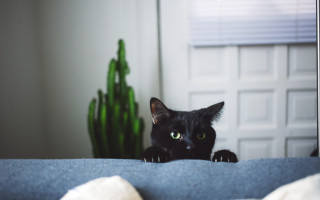 Black cat green eyes bed - a white door free wallpaper