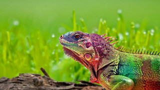 Colorful lizard tree branch green - the grass and grass free wallpaper