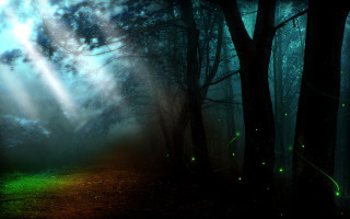 Magical forest light fireflies shooting - firefly free wallpaper