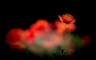 Single flower field dark black - chris friel free wallpaper