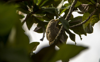 Bird branch leaves sky nature - anne nasmyth free wallpaper