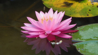 Pink flower pond lilies frog 2 - floating free wallpaper for desktop