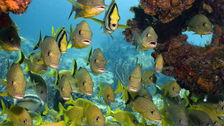 School fish coral reef bubbles - a coral reef free wallpaper