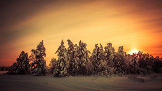 Sunset snowy forest trees red - a red sky in the background free wallpaper