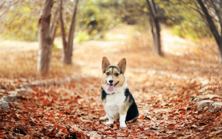 Dog leaves wooded autumn blurry - area free wallpaper