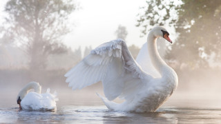 Swan flapping and swimming foggy - christopher williams free wallpaper for desktop