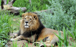 Lion grass bushes trees nature - a lion free wallpaper