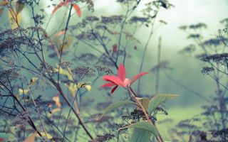 Red flower foggy field shallow - aileen eagleton free wallpaper