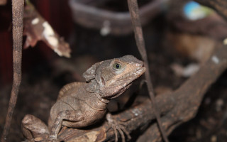 Lizard terrarium macro blurry bokeh - plastic free wallpaper
