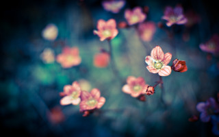 Flowers grass blur bokeh cherry - a blurry background of them free wallpaper