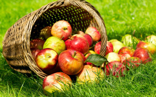 Basket apples green field harvest - fall vibrancy free wallpaper