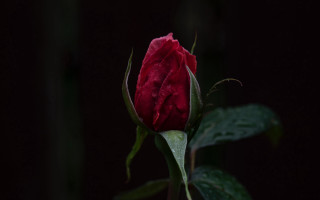 Red rose water drop macro 2 - a single red rose free wallpaper