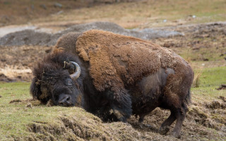 Bison field rock hill outdoors - institutional critique free wallpaper