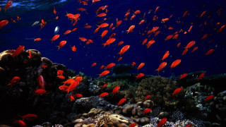 Fish coral reef ocean blue 5 - damien hirst free wallpaper