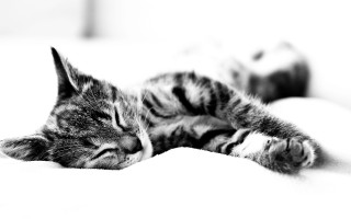 Sleeping cat bed pillow blurry - the pillow free wallpaper