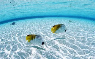 Two fish swimming shallow pool - blue free wallpaper for desktop