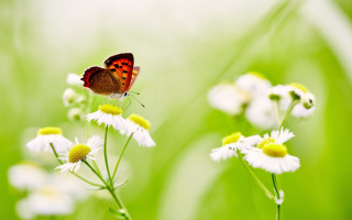 Butterfly flower daisies macro nature - nature free wallpaper