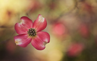 Pink flower green center blurry 5 - cindy wright free wallpaper for desktop