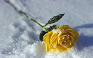 Yellow rose snow outdoors winter - a yellow rose free wallpaper