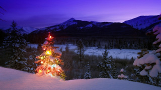 Christmas tree lit snow night 4 - a christmas tree free wallpaper