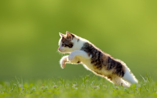 Cat jumping grass nature green - green grass free wallpaper