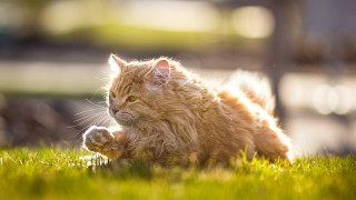 Cat laying in grass reflection - the len free wallpaper