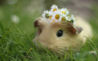 Hamster flower daisies impressionist cute - daisy free wallpaper