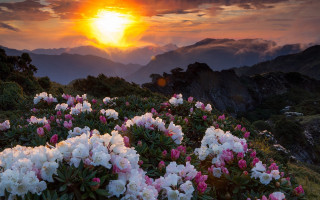 Flower field sunset mountains clouds 3 - the sky above them free wallpaper