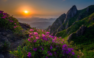 Mountain sunset flower field cloudy - choi buk free wallpaper
