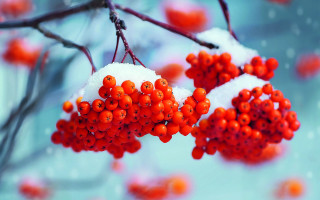 Berries snow covered branch blurry 2 - berry free wallpaper