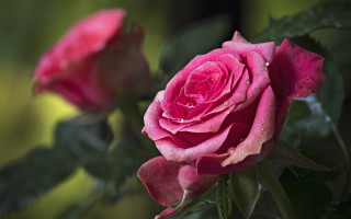 Pink rose water droplets garden - a garden free wallpaper