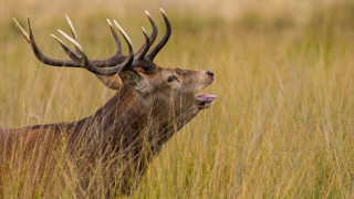 Deer antlers tallgrass tongue out - a deer free wallpaper