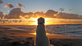 Dog beach sunset ocean clouds 2 - free dogs wallpaper