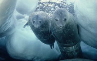 Seals icebergs snow ecological art - ground free wallpaper