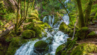 Small waterfall mossy rocks forest 3 - mossy rock and trees free wallpaper