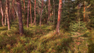 Forest trees grass bushes tiltshift - a few bush free wallpaper