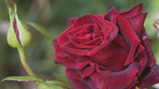 Red rose water droplets budding 2 - stem free wallpaper for desktop