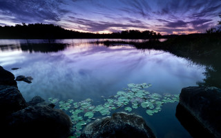 Lake lilypads sunset purple sky - lily pad free wallpaper