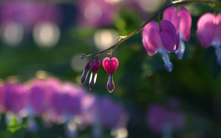 Pink flowers hearts branch bokeh - cindy wright free wallpaper for desktop