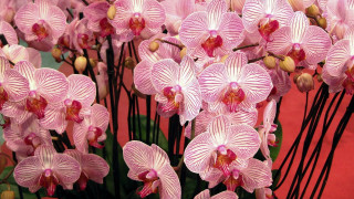 Pink flowers vase red background - a red wall free wallpaper