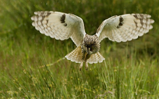 Bird flying fish beak grass - a fish free wallpaper