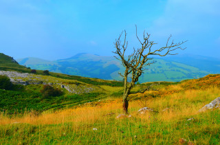 Lone tree grassy field mountains - a lone tree free wallpaper