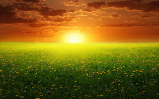 Sunset grass dandelions bush horizon - the grass free wallpaper