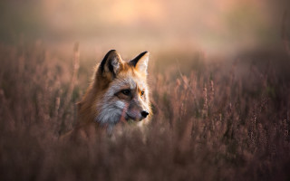 Fox tallgrass portrait wildlife realistic - a fox free wallpaper